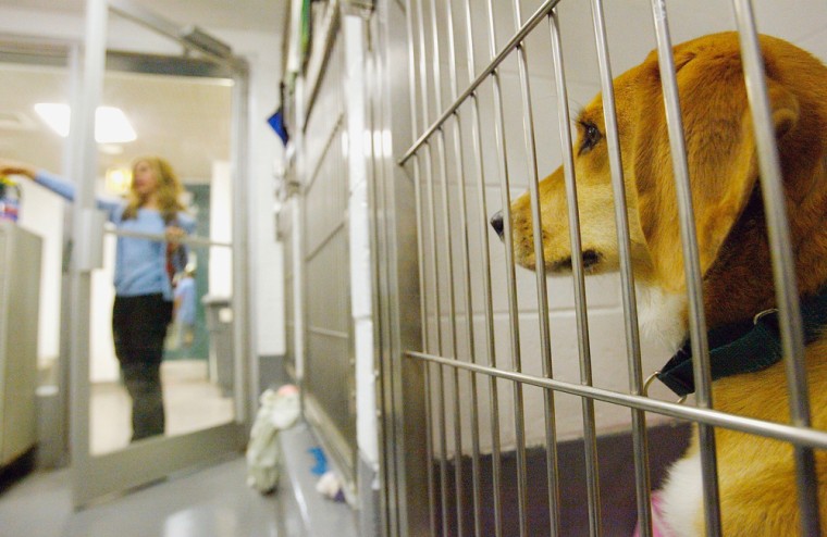 Image: Dog in animal shelter