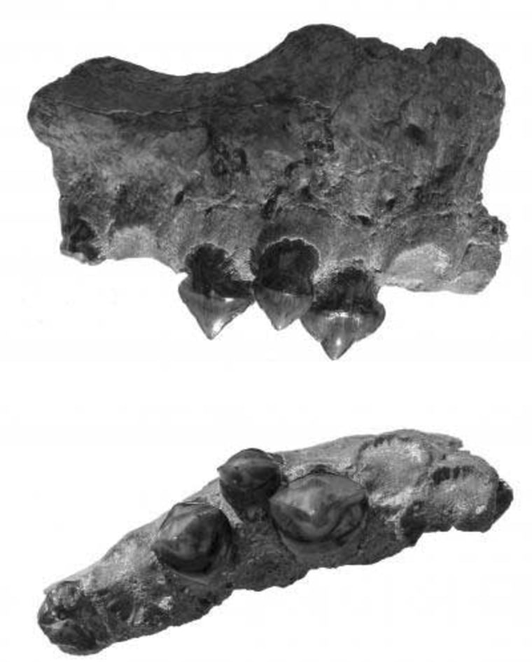 Image: Megapiranha teeth