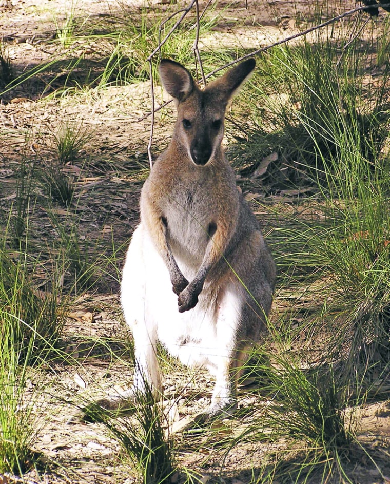 Image: A red neck wallaby