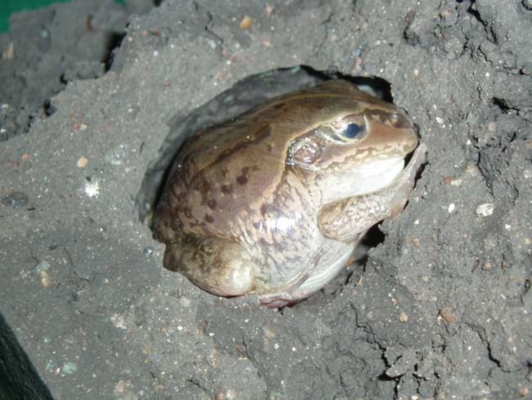 This burrowing frog (Cyclorana alboguttata) maximizes energy use to survive in a state of torpor for months or even years. 