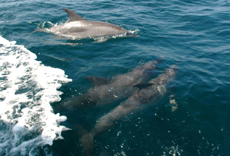 Image: bottlenose dolphin
