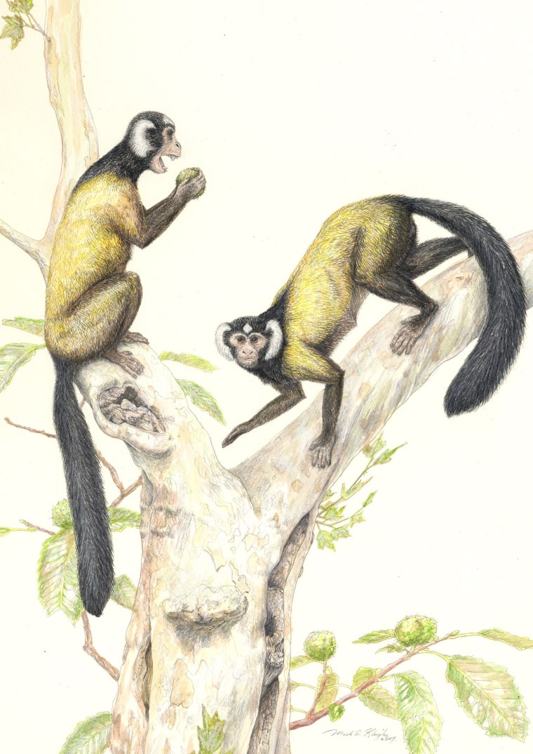 Illustration: Fossil primate