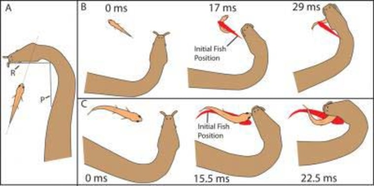 This diagram of two of tentacled snake attacks shows how it strikes at the location where it expects the fish's head to be instead of tracking its movement.
