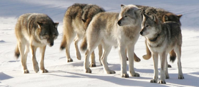 Image: A pack of gray wolves is shown on Isle Royale National Park in northern Michigan.