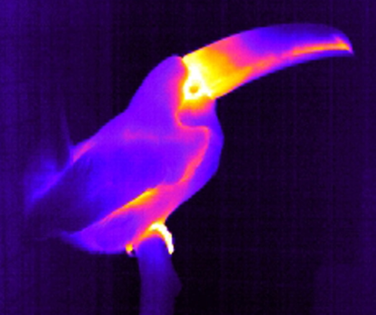 Image: Infrared thermography of toucan