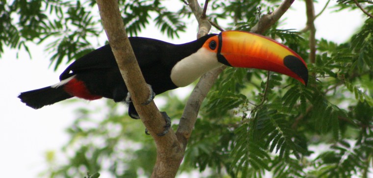 Image: Toco toucan