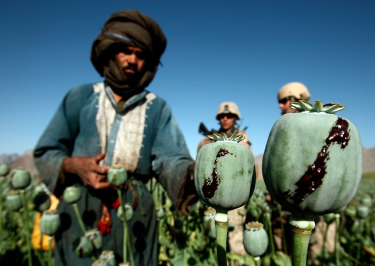 An Afghan man harvests opium in a poppy field in a village in Golestan district