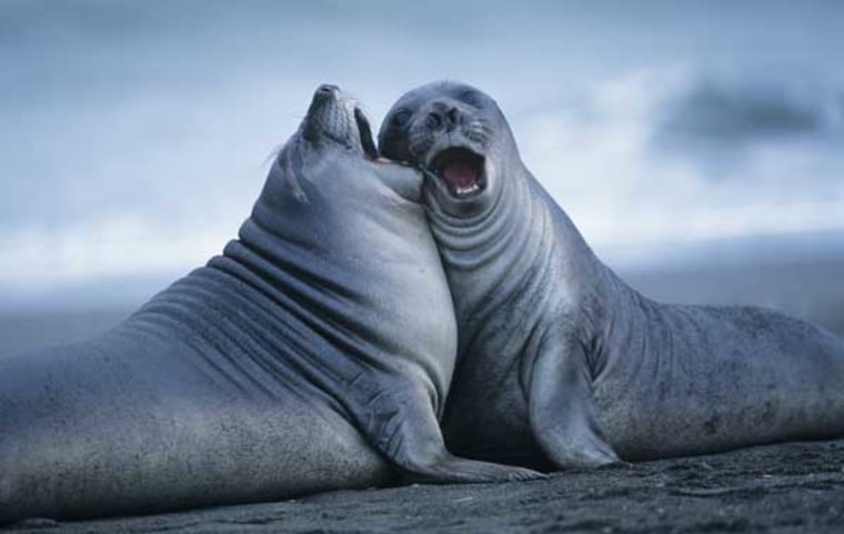 Image: Southern elephant seals