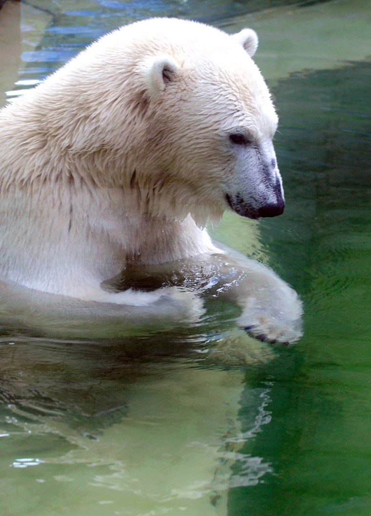 Image: Knut the polar bear