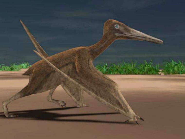 An artist's rendering shows a pterosaur walking with the kind of gait seen in a fossilized trackway that scientists discovered in France.