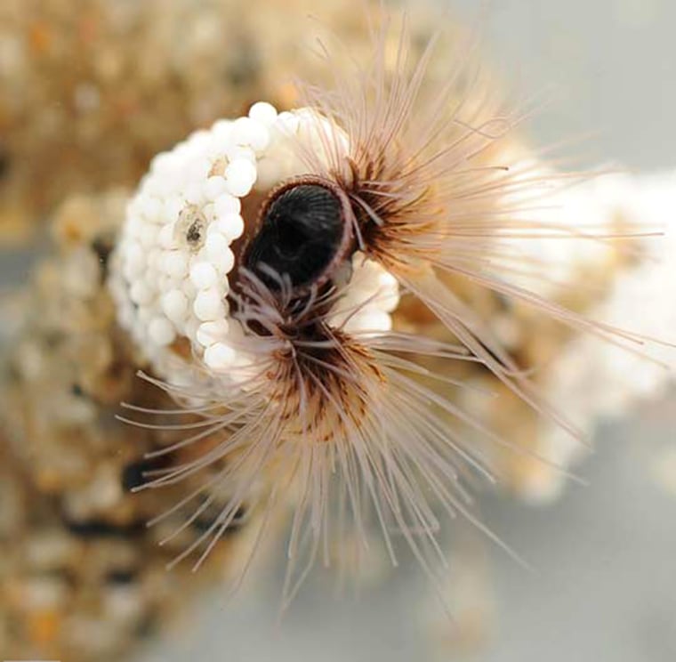 Image: Sandcastle worm