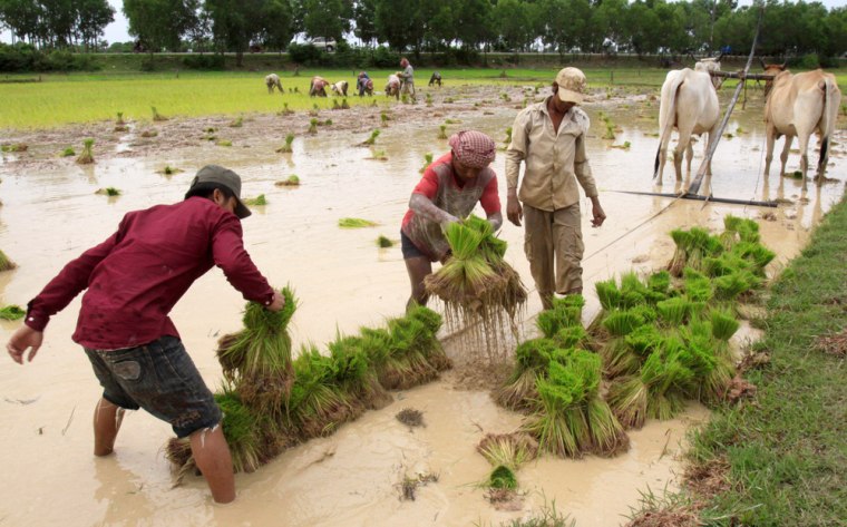 Image: People planting rice in Cambodia