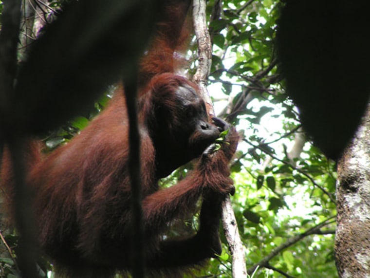 A Bornean orangutan uses leaves stripped from a twig to alter the frequency of its kiss squeak call, which it makes when it feels threatened. 