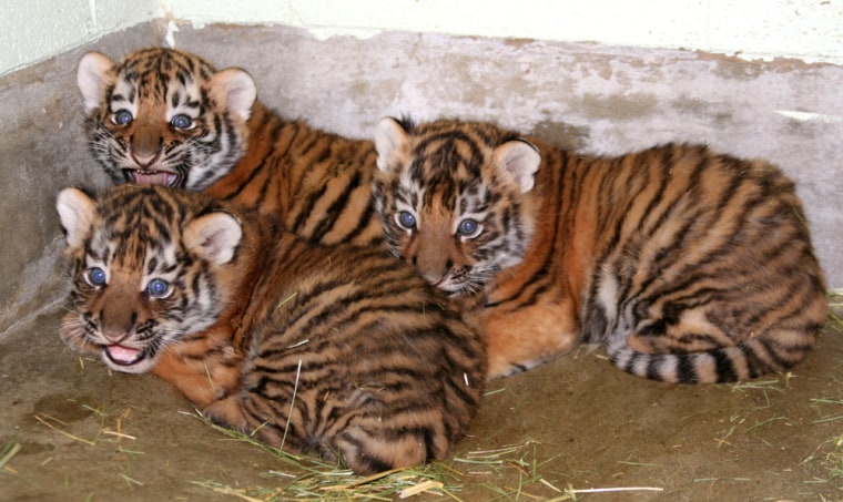 Image: three male Amur tiger cubs