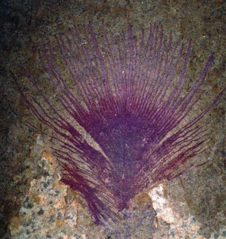 Image: Iridescent feather