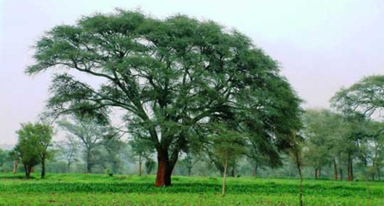 Image: Faidherbia trees