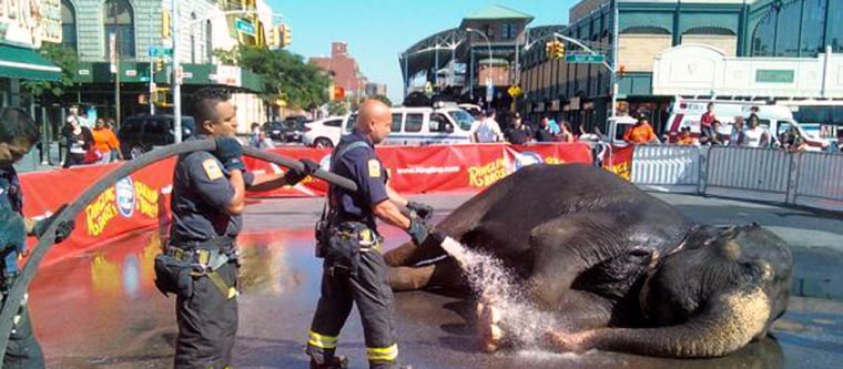 Image: Firefighters hose down an elephant