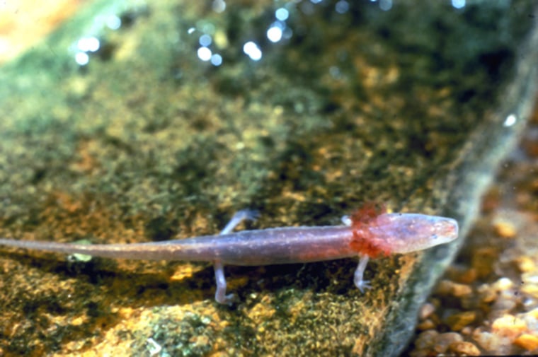 The Barton Springs salamander, a unique species, is threatened by the drought across Texas.