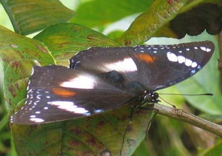 Image: Female Hypolimnas bolina butterfly