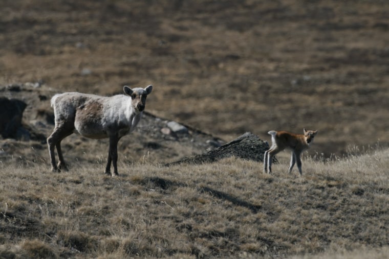 This female and newborn calf are part of Greenland's caribou population, which has not been able to adjust to warming temperatures and changing plant growth, scientists found.