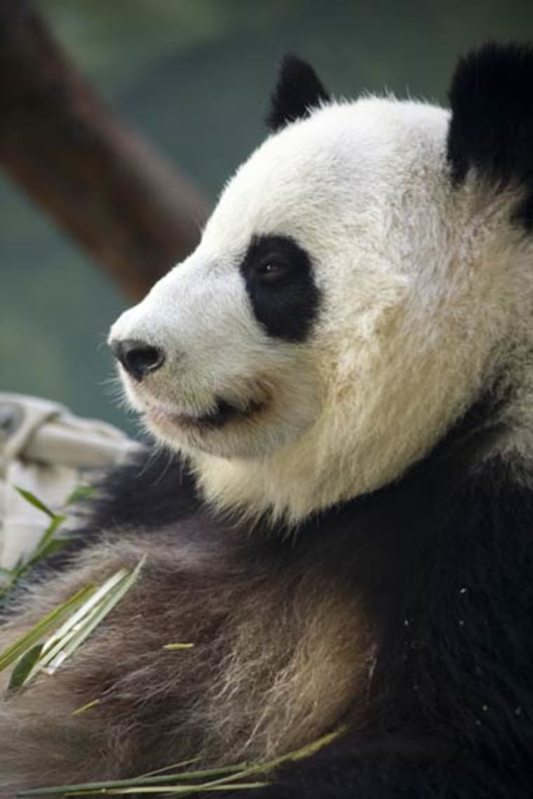 Image: Lun Lun, a female panda