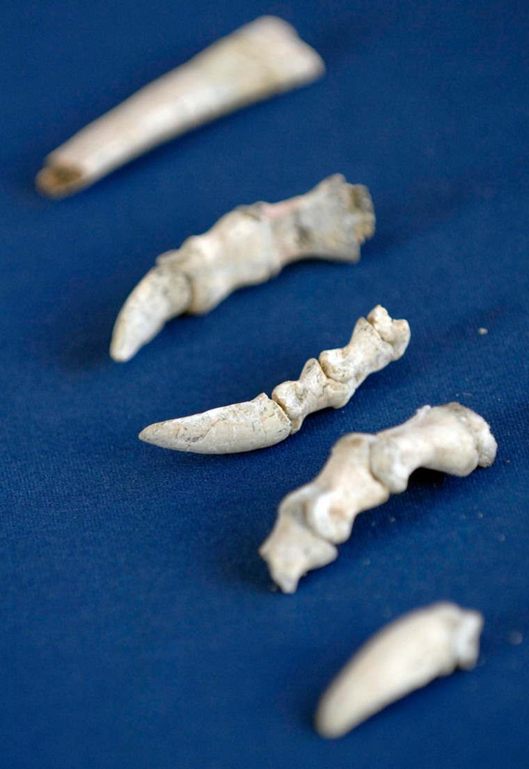 Image: Fossil bones sit on display during a repatriation ceremony at the Chinese Embassy in Washington