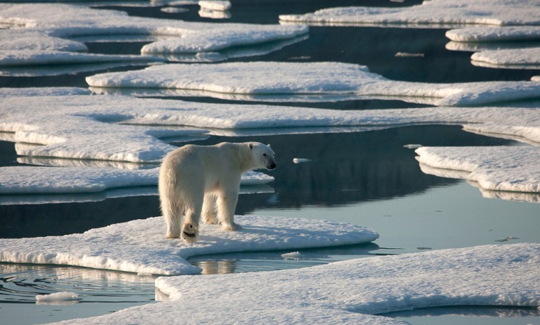 Image: Polar bear on sea ice
