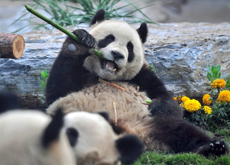 Image: giant panda