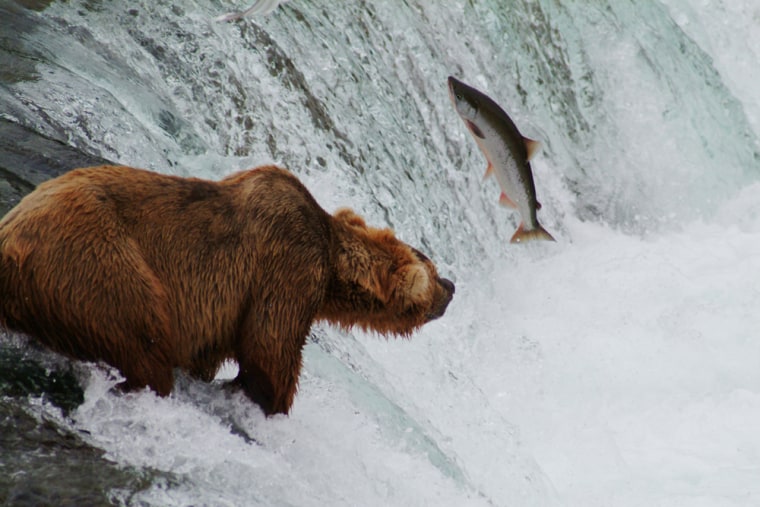 Image: Katmai National Park and Preserve in Alaska