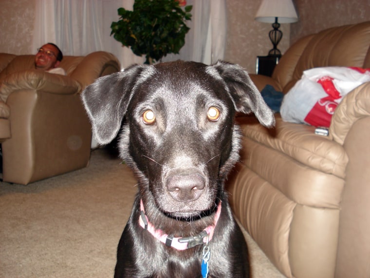 Image: Sady the black lab