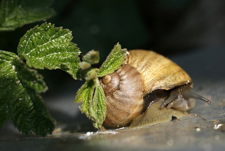 Image: snail grows at a snail farm
