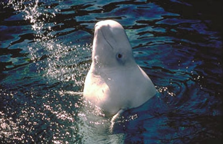 Beluga whales like this one are found in various waters off Alaska. The population in Cook Inlet near Anchorage has declined to 321, down from an estimated 375 animals in 2007 and 2008.