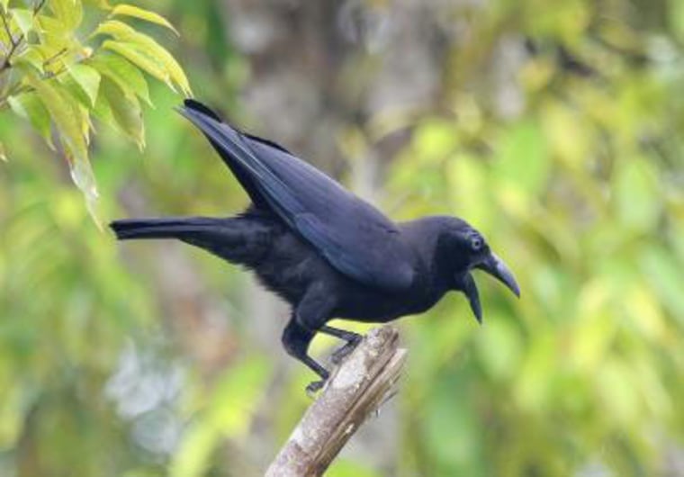 Corvus unicolor, the long-lost Banggai Crow, was rediscovered on Indonesia's Peleng Island. Confirmation of the rediscovery was made on 0ct. 13, 2009. 