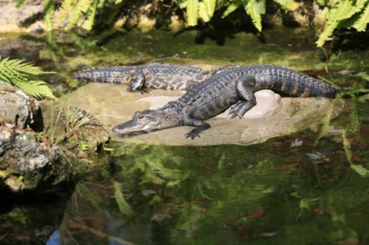 A study reveals that up to 70 percent of female alligators returned to the same mate for several years. 