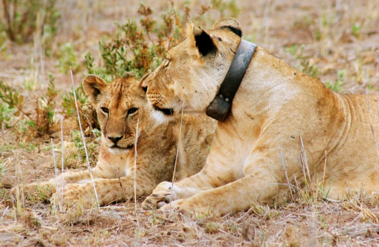 Image: A lion with a tracking collar in Kenya