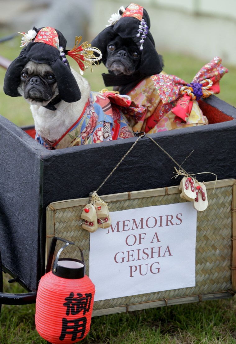 Image: Pugs dressed as geishas