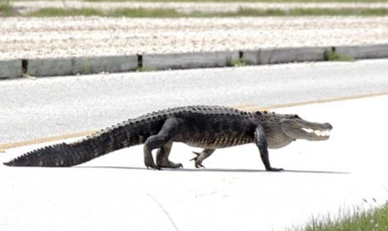 Image: Alligator on runway