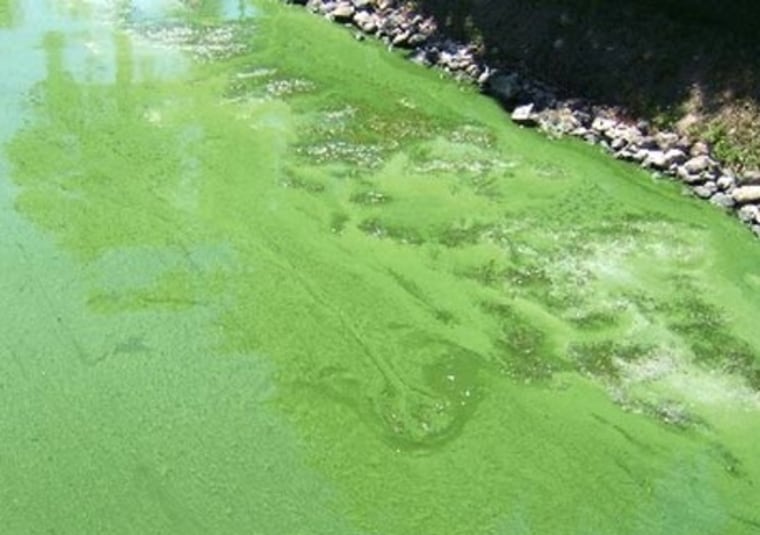 Image: blue-green algae