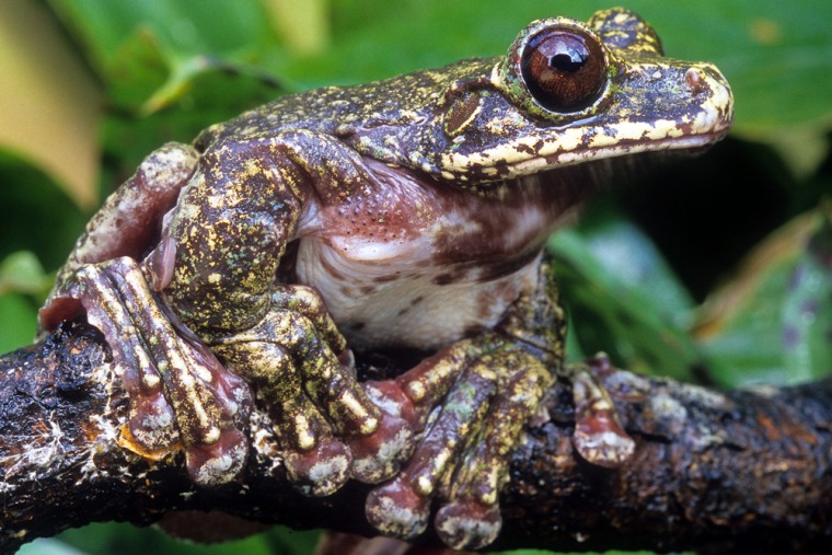 Image: Rabbs Fringe-limbed Treefrog