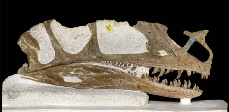 oldest t rex fossil