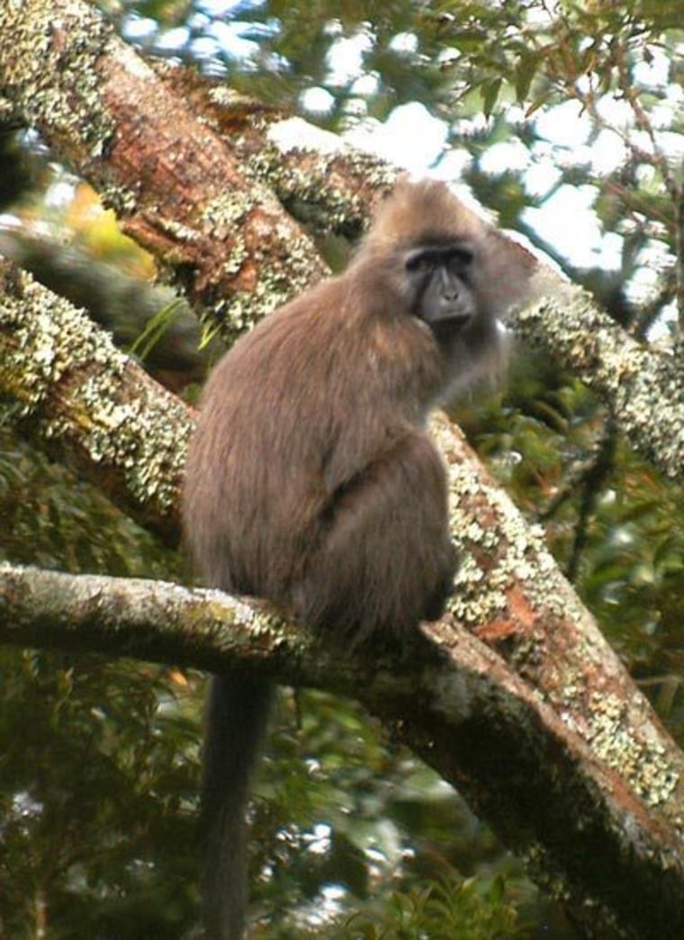 Image: Kipunji monkey