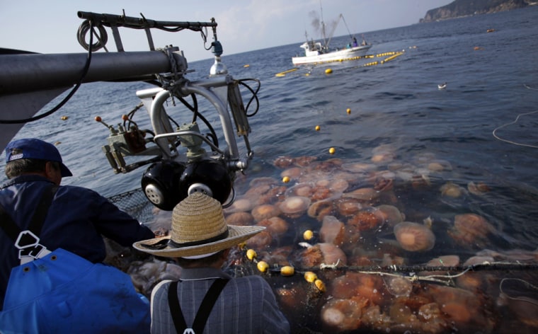 Image: Fishermen pulling a net full of jellyfish out of the ocean