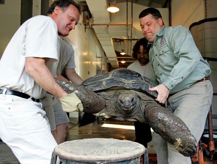 Image: \"Mary\", an Aldabra tortoise