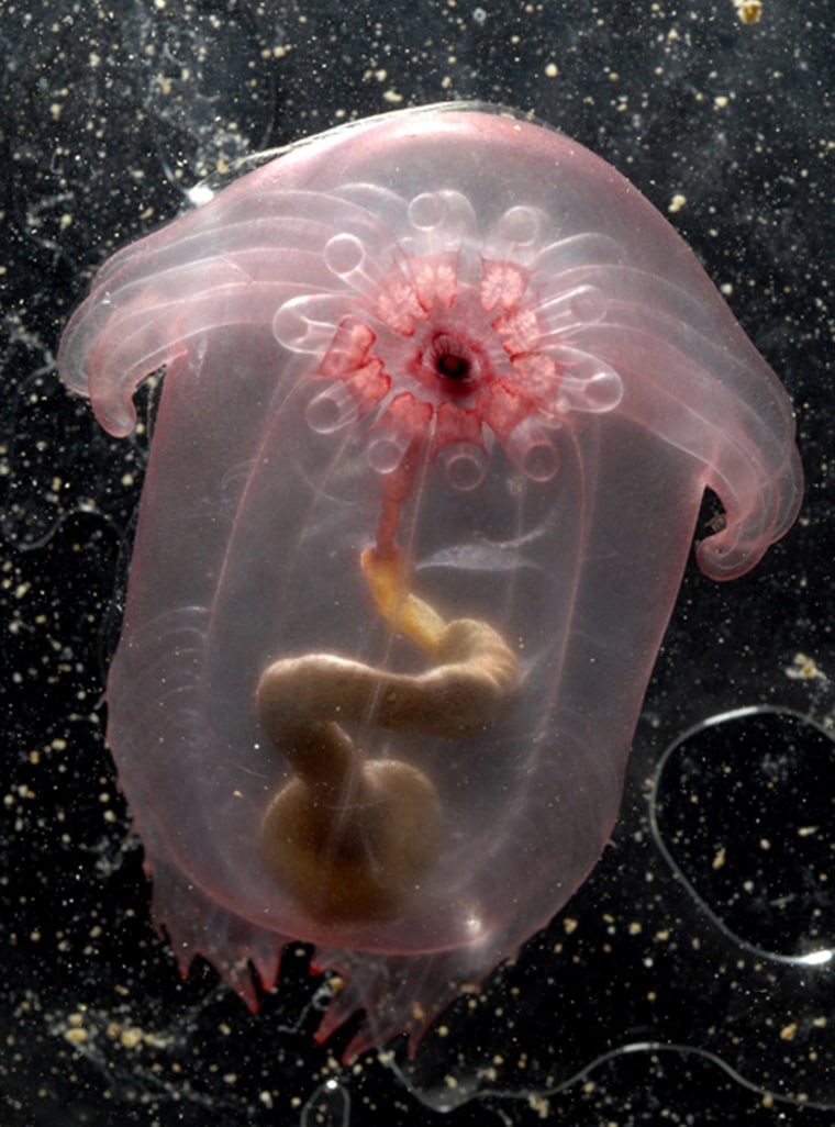 Image: A transparent sea cucumber, Enypniastes
