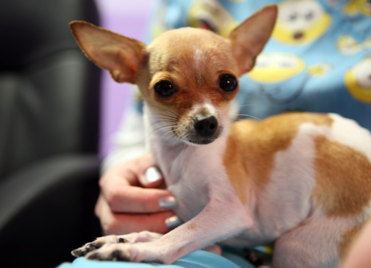 Image: 3-year-old Chihuahua Sweet Pea rests at the Elkhart County Humane Society.  Sweet Pea is being nursed back to health after being left in the shelter's Night Drop Boxes weighing only 1.6 lbs.