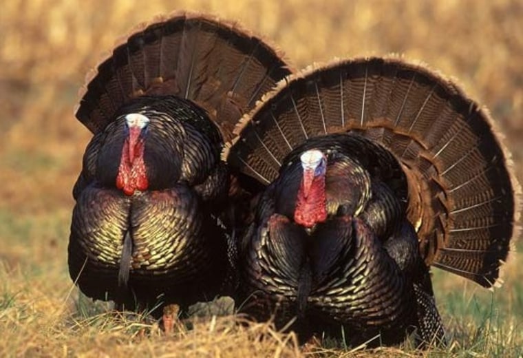 Image: Eastern wild turkeys