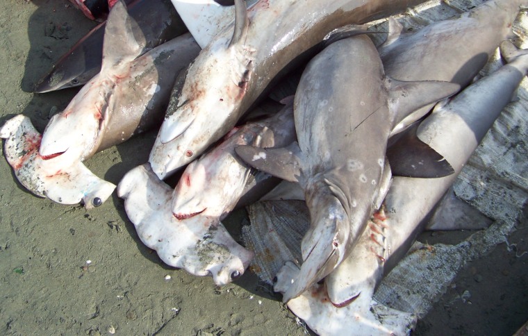 Image: Hammerhead sharks