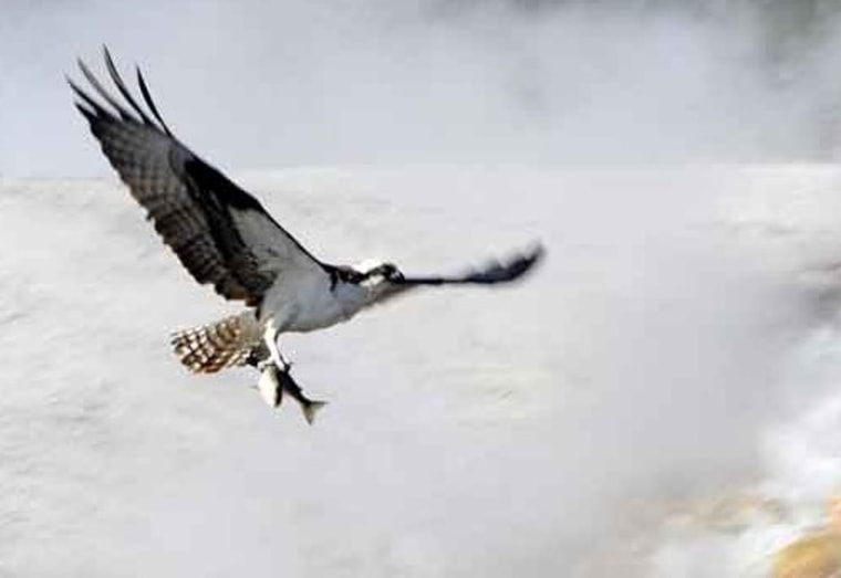 Image: osprey