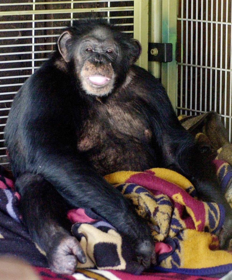 No charges planned in chimp attack case