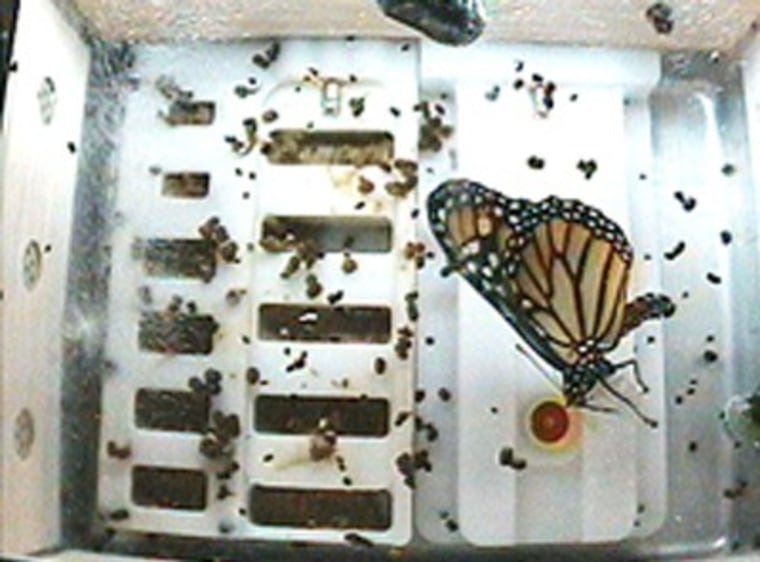 Image: Monarch butterfly aboard the international space station.